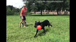 Happy Great Dane Shows Off Jolly Ball Zoomies to New Puppy
