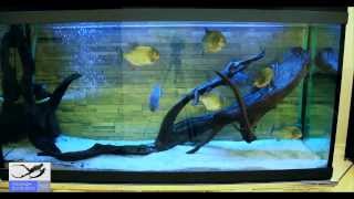 Что Будет Если к Пираньям Кинуть Карася. Piranhas Kill and Tat Carp