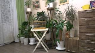 WP 20141124 005    ГИБРИД CЕРЫЙ АФРИКАНСКИЙ ВЬЮРОК+ЗЕЛЁНАЯ КАНАРЕЙКА ОВСЯНОЧНОГО НАПЕВА КОТУХОВА СЕР