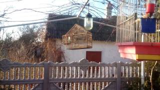 лов западком.дубанос