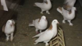 голуби бойные бакинские 89034410380