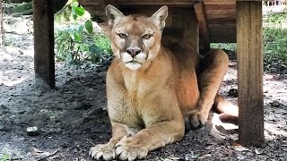 Cougar Rescued from Backyard Zoo!