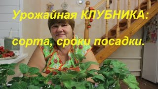 Урожайная клубника: сорта, сроки посадки.