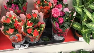 Цветочный отдел в Ашане. Есть уценки.