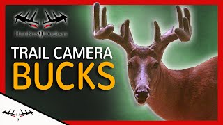 VELVET BUCK GROWTH | CHECKING TRAIL CAMERAS | HUNTING S4 VLOG #1