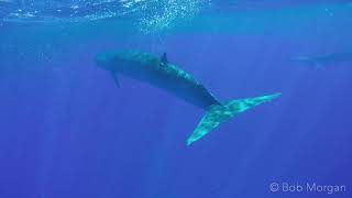 Bryde's Whales almost eat me while feeding on a baitball.