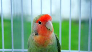 Love birds