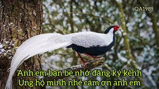 QA1989 || tiếng gà lôi trống chuẩn thích hợp để gọi và kích trống