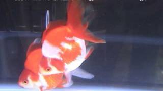 [琉金]第27回日本観賞魚フェア 日本観賞魚振興会会長賞：古澤 一政氏持魚