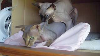 Сфинкс вяжет строптивую  кошку МОЛЛИ SDC17884