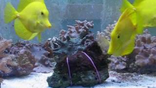 Зебрасома желтая Zebrasoma flavescens