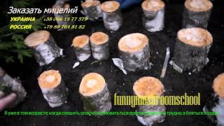 вешенка на пнях, мастерклас funnymushroomschool # 4