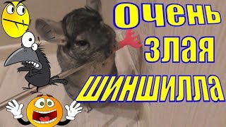 Очень злая шиншилла/Шиншилла ругается/Шиншилла кричит/Звуки шиншиллы/Шиншилла злится
