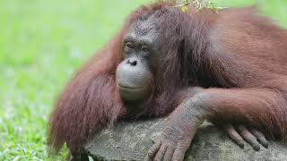 Kebun Binatang Ragunan: Objek Wisata yang Wajib dikunjungi di Jakarta