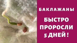 Баклажаны Стремительно проросли  ВАЖНО НЕ ПЕРЕДЕРЖАТЬ