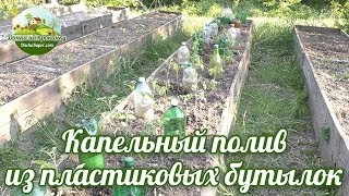 Капельный полив из пластиковых бутылок.