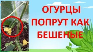 НЕ ПОДКАРМЛИВАЙТЕ ОГУРЦЫ ПОКА НЕ ПОСМОТРИТЕ ЭТО ВИДЕО!!! Как выращивать огурцы