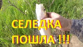 Нашли место!!! Ловля селедки на спиннинг 2017