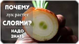 Почему лук растет слоями?