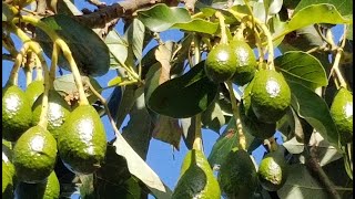 QUIERE VER TU AGUACATE O PALTO CON FLORES? DEBES HACER ESTO.  (ANILLADO)