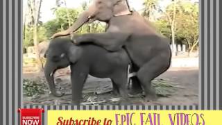 LIVE INDIAN ELEPHANT MATING This video may contain content that is inappropriate for some users)