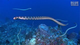 Sea Snake Island | JONATHAN BIRD'S BLUE WORLD