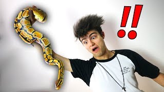 A MINHA NOVA COBRA VENENOSA !