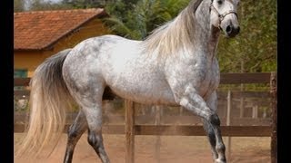 Acaso Shady RT - garanhão quarto de milha (El Zorrero) - Haras Terra/SP