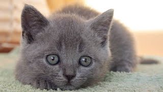 Британский котенок по кличке тим  2 месяца первый день дома