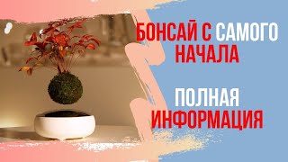 Как вырастить Бонсай с самого начала. Выращивание Бонсай из семян