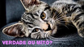 Não pode cortar o bigode do gato| Verdade ou Mito