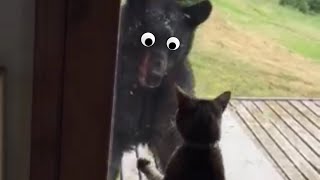 Gangsta Cats Video Compilation 2016 | The Pet Collective