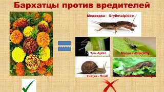 Высаживаем Бархатцы / Боремся с вредителями жуками и насекомыми /Медведка /Тля /Улитки /Слаки /Мошка