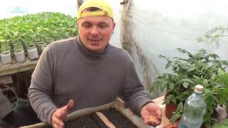 ВЫРАЩИВАНИЕ ПЕРЦА БЕЗ ПИКИРОВКИ ДЛЯ ОТКРЫТОГО ГРУНТА.