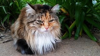 Австралия, Животные - Каково жить котикам в Австралии