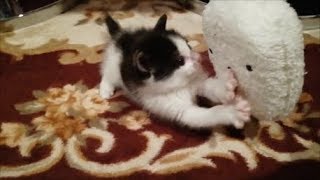 ハチワレ猫のハチ #16 安いおもちゃシリーズ♪大好きなスポンジと軍手で遊ぶ子猫