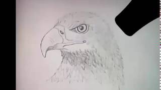 Как Нарисовать Орла карандашом - How to Draw a pencil Eagle