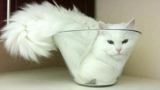 Cats are super funny creatures that make us laugh - Funny cat & kitten compilation