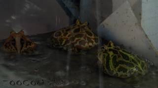 Рогатки поют, Ceratophrys cornuta & Ceratophrys cranwelli singing
