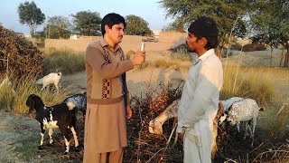 Free Goat Farming  in pakistan urdu/hindi