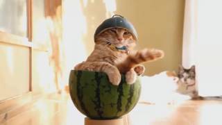 коты танцуют, и лучшие приколы в мире!