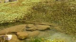 Карпаты. Форель в лужах