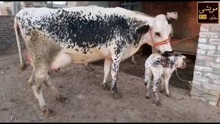 6 cow's top class for sale in Pakistan at Maweshi Mandi TV 2 February 2020