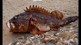 Севастополь. Ночная рыбалка с берега на скорпену (морского ерша)
