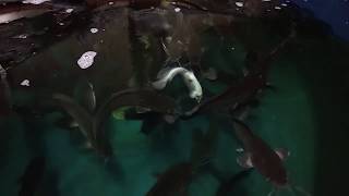 Как мы строили свою ферму для мраморного сома/built a catfish farm