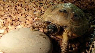 Уход за сухопутной черепахой. Первое лакомство в начале весны.