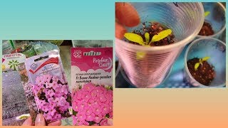 Петунии сею в таблетки, какие сорта..Томаты после пикировки...