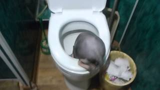 катэ пьет из унитаза