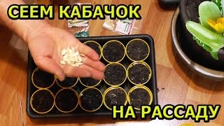ПОСЕВ СЕМЯН КАБАЧКОВ НА РАССАДУ