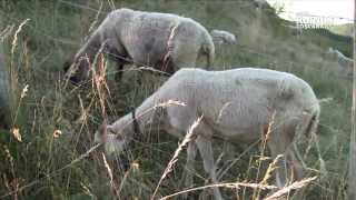 Storia dell'agnello di Zeri